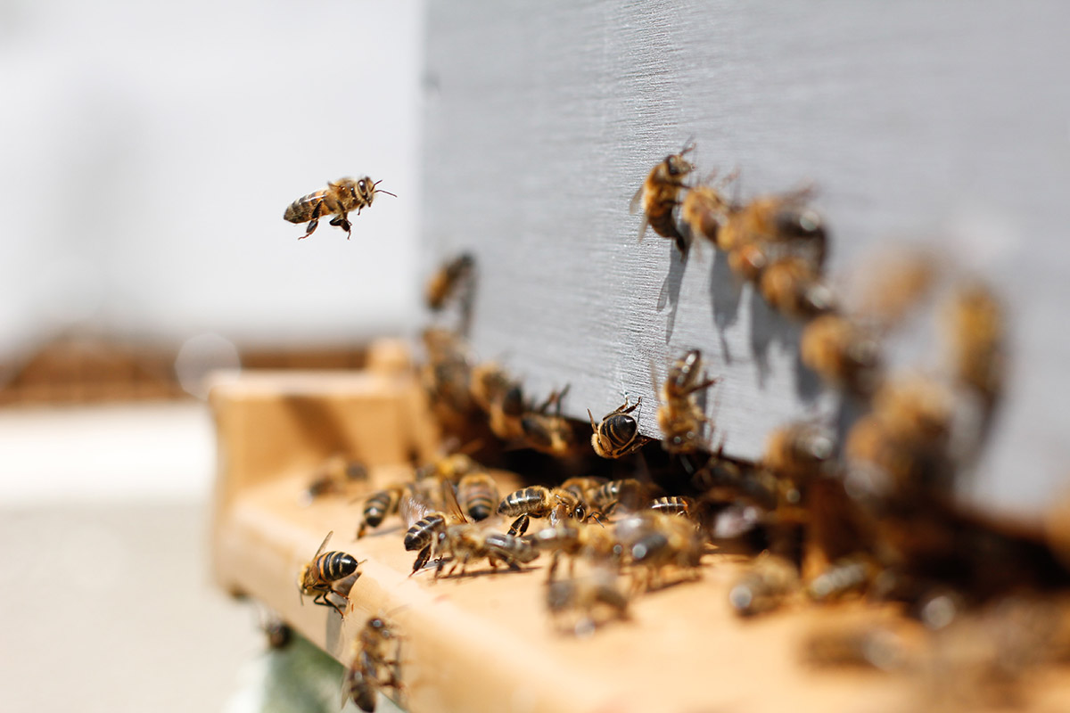 Andelshonung gör gott för miljön och ger bin en chans att pollinera fler växter